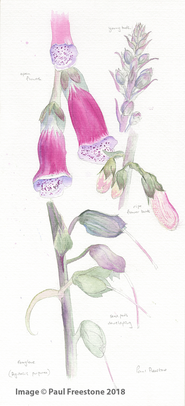 Foxglove