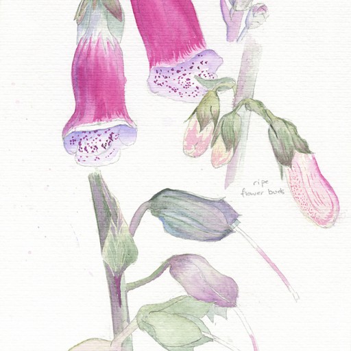 Foxglove